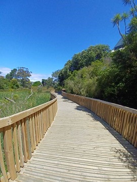 View looking down boardwalk across rushes wetland